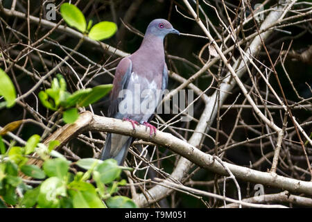 Évent pâle, pigeon Patagioenas cayennensis, Tobago, Trinité-et-Tobago Banque D'Images