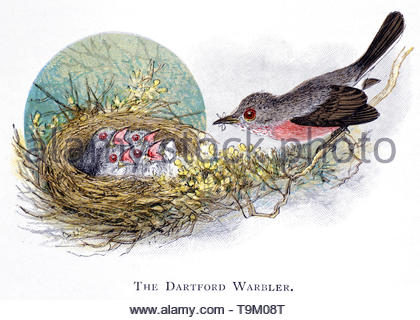 Dartford Warbler (Sylvia undata) au nid avec les poussins, vintage publié dans illustration 1898 Banque D'Images