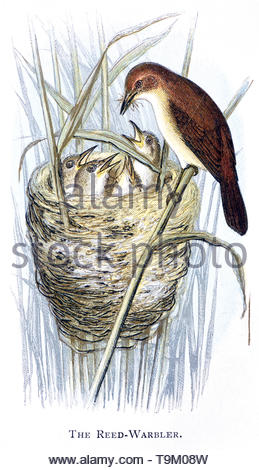 Reed (Acrocephalus scirpaceus) au nid avec les poussins, vintage publié dans illustration 1898 Banque D'Images