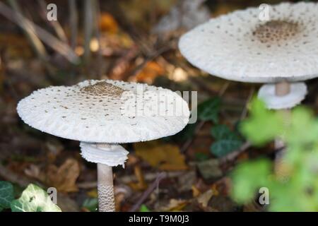 Close up of parasol mushrooms (Macrolepiota procera) dans le sous-bois d'une forêt néerlandais Banque D'Images