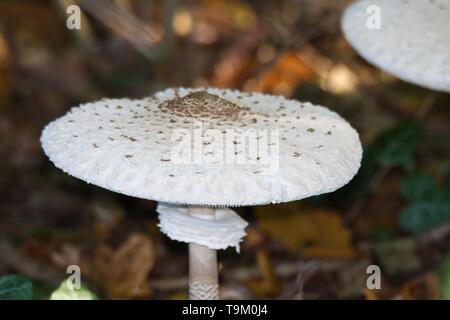 Close up of parasol mushrooms (Macrolepiota procera) dans le sous-bois d'une forêt néerlandais Banque D'Images