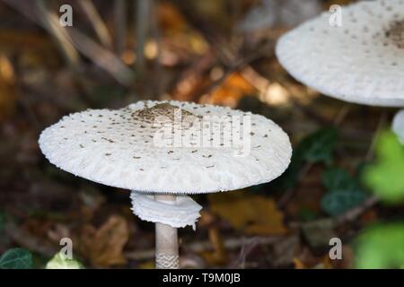 Close up of parasol mushrooms (Macrolepiota procera) dans le sous-bois d'une forêt néerlandais Banque D'Images
