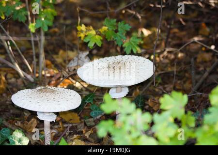 Close up of parasol mushrooms (Macrolepiota procera) dans le sous-bois d'une forêt néerlandais Banque D'Images
