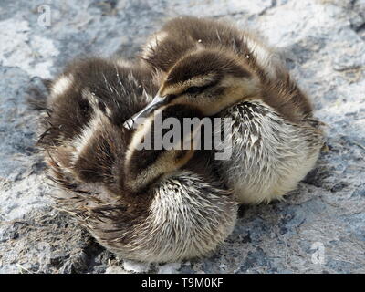 Deux canetons mignon dormant sur les rochers le long de la rive Banque D'Images