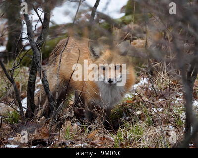 La chasse au renard rouge magnifique le long de la rivière des Outaouais, au début du printemps Banque D'Images