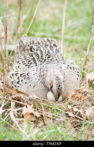 Une poule faisan à collier sur un nid d'oeufs dans le Dakota du Sud Banque D'Images