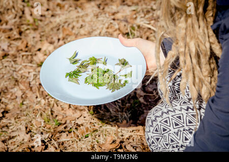 Personne cueillant de jeunes feuilles de boutade fraîches pour la nourriture dans la nature au printemps, en Europe du Nord. Aeposodium podagraria communément appelé aîné de sol. Banque D'Images