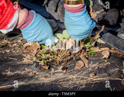 Vue rapprochée du jardinier coupant les vieilles feuilles de fraise d'hiver brunes et sèches pour faire de la place pour les nouvelles au printemps. Banque D'Images