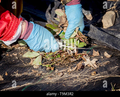 Vue rapprochée du jardinier coupant les vieilles feuilles de fraise d'hiver brunes et sèches pour faire de la place pour les nouvelles au printemps. Banque D'Images