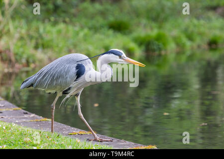 Fermer la vue du grand héron marchant à proximité d'une piscine, la chasse aux poissons. Banque D'Images