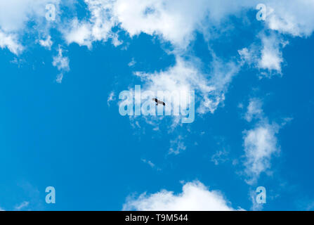 Steppe silhouette blanche volant sous le soleil clair et ciel nuageux au printemps. Aigle volant dans le ciel Banque D'Images