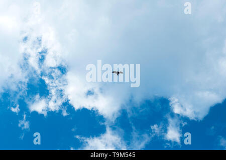 Steppe silhouette blanche volant sous le soleil clair et ciel nuageux au printemps. Aigle volant dans le ciel Banque D'Images