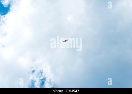 Steppe silhouette blanche volant sous le soleil clair et ciel nuageux au printemps. Aigle volant dans le ciel Banque D'Images