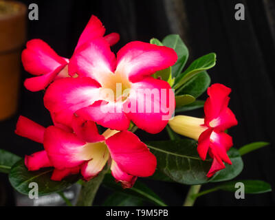 Fleurs rouges à gorge blanche de la plante succulente, Adenium obesum 'Anouk', la rose du désert Banque D'Images