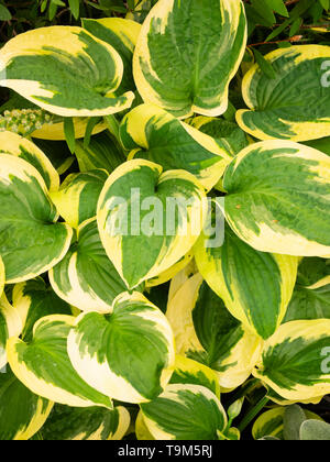 Les marges d'un jaune vif en forme de cœur les feuilles de la plante vivace Hosta 'Brim Cup' Banque D'Images