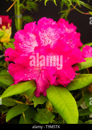 Grand, rouge-rose, la fin du printemps des fleurs dans l'armature des grandes feuilles, RHODODENDRON Rhododendron 'Caractacus' Banque D'Images