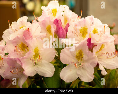 Grandes fleurs de la fin du printemps rouge rose fleurs blanches de la Catawba, Rhododendron catawbiense rhododendron variété 'Album' Banque D'Images