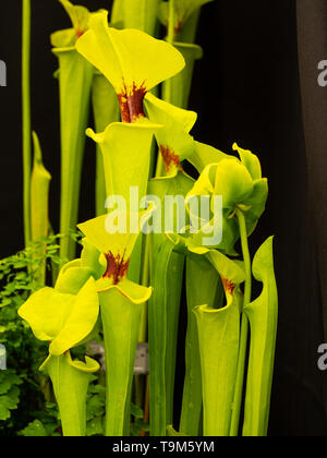 Grands pichets avec red blotched hoods et vert fleur de la plante carnivore sarracénie Sarracenia, Américain flava var. rugelii Banque D'Images