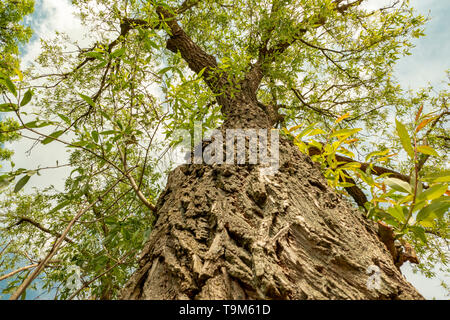 L'écorce rugueuse d'un arbre d'en bas dans l'angle extrême de printemps Banque D'Images