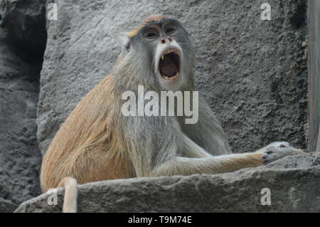 Patas Singe assis sur un rocher Banque D'Images