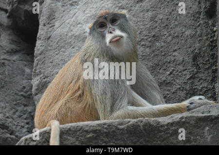 Patas Singe assis sur un rocher Banque D'Images