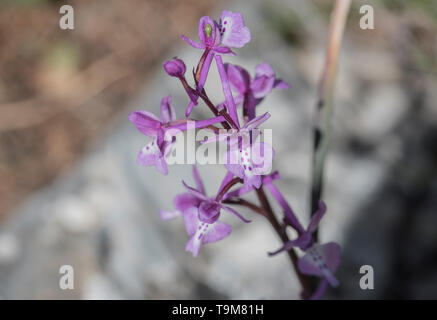 Les fleurs de l'Anatolian Orchid (Orchis anatolica) Banque D'Images