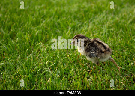 Pheasant poussin dans l'herbe verte, l'Agriculture Banque D'Images