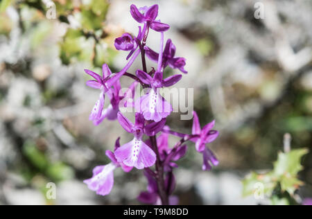 Les fleurs de l'Anatolian Orchid (Orchis anatolica) Banque D'Images