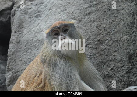 Patas Singe assis sur un rocher Banque D'Images