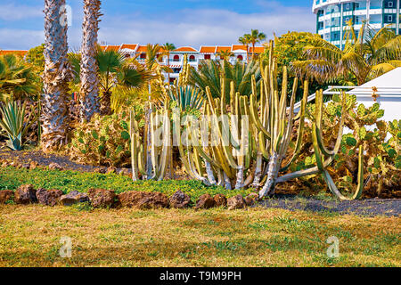 Vue de différents types de cactus sur la côte de Playa de las Americas, Tenerife, Canaries, Espagne. Le 29 avril 2019. Banque D'Images