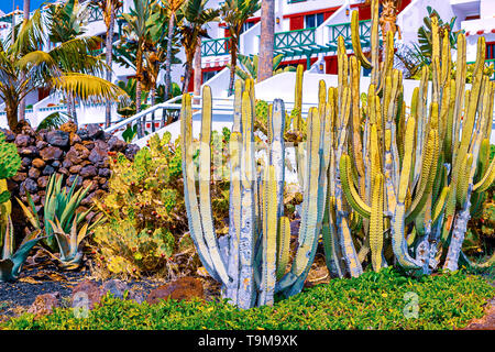 Vue de différents types de cactus sur la côte de Playa de las Americas, Tenerife, Canaries, Espagne. Le 29 avril 2019. Banque D'Images