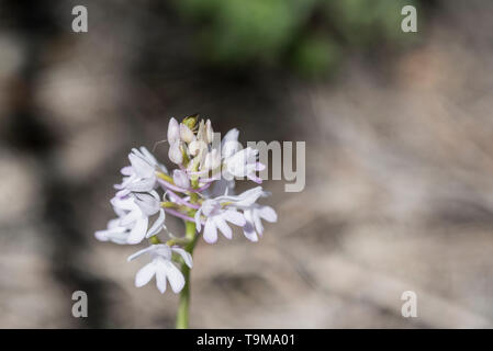 Sous forme de blanc orchidée pyramidale (Anacamptis pyramidalis) Banque D'Images