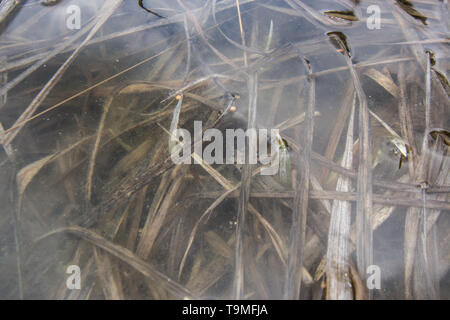 La masse des oeufs de la rainette faux-grillon (Pseudacris maculata) du comté de Jefferson, Colorado, USA. Banque D'Images