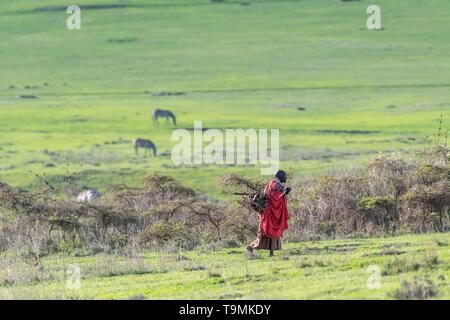 Masaï la coupe de bois de chauffage, zone de conservation de Ngorongoro, en Tanzanie. Banque D'Images