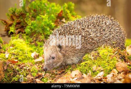 Hérisson, (nom scientifique : Erinaceus europaeus), sauvages, indigènes hedgehog dans l'habitat forestier naturel avec mousse verte au printemps.face vers la gauche Banque D'Images