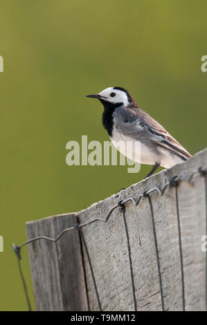 Bergeronnette grise (Motacilla alba), belle songbird assis sur une barrière en bois en début de soirée, Central Bohemia, République Tchèque Banque D'Images