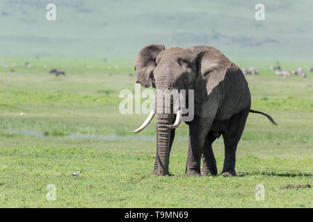 Grand éléphant avec des défenses de nice et brûlé les oreilles, moitié inférieure humide, Ngorongoro caldeira, Tanzanie Banque D'Images