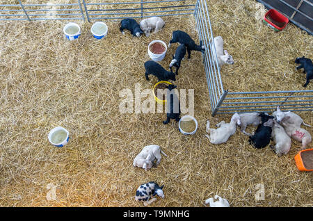 Cannon Hall Farm, écorce House Lane, Cawthorne, Barnsley, South Yorkshire, Angleterre, Royaume-Uni Banque D'Images