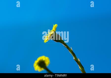 Belles fleurs de jaune contre un ciel bleu et clair. La fleur se distingue bien contre un arrière-plan lumineux. Banque D'Images