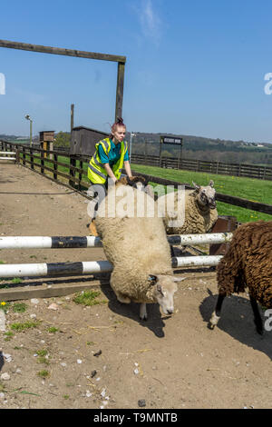 Course de moutons à Cannon Hall Farm, écorce House Lane, Cawthorne, Barnsley, South Yorkshire, Angleterre, Royaume-Uni Banque D'Images