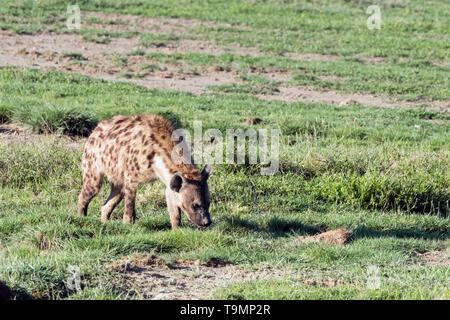 Bien nourris l'Hyène tachetée (Crocuta crocuta) près d'un trou d'eau, la caldeira du Ngorongoro, en Tanzanie Banque D'Images