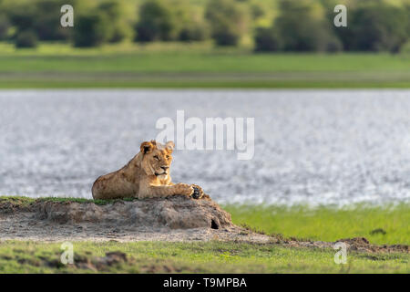 Lion cub lying masculins plus âgés par un petit lac, le cratère du Ngorongoro, en Tanzanie Banque D'Images