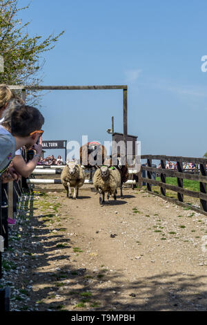 Course de moutons à Cannon Hall Farm, écorce House Lane, Cawthorne, Barnsley, South Yorkshire, Angleterre, Royaume-Uni Banque D'Images