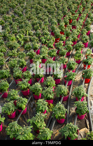 Image de plus en plus de plants de tomates en pots en serre ensoleillée, personne ne Banque D'Images