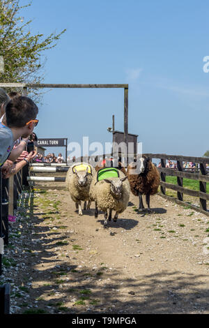 Course de moutons à Cannon Hall Farm, écorce House Lane, Cawthorne, Barnsley, South Yorkshire, Angleterre, Royaume-Uni Banque D'Images