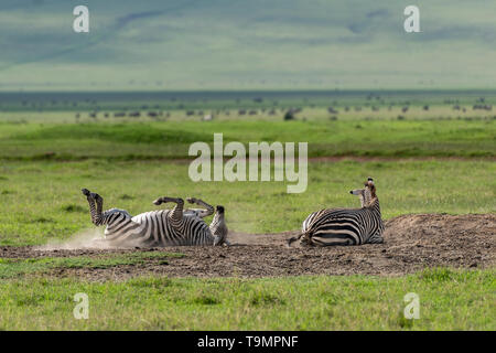 Bain de poussière, zebra tourne dans un site de baignade de la terre sèche, le cratère du Ngorongoro, en Tanzanie Banque D'Images