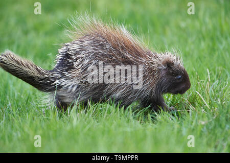 Un jeune Amérique du Nord, Porcupine (Erethizon dorsatum), Upper Clements, Annapolis Royal, Nouvelle-Écosse, Canada Banque D'Images