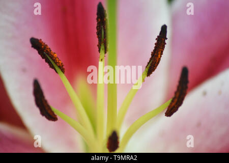 Photo macro d'une fleur Banque D'Images