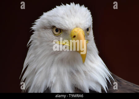 Pygargue à tête blanche Haliaeetus leucocephalus} { Banque D'Images