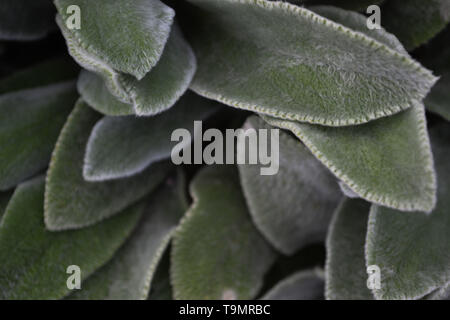 Le chénopode Stachys byzantina} {l'oreille Banque D'Images